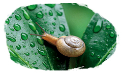 The secret of nature,snail secretion filtrate