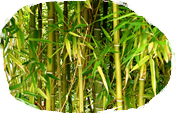 bamboo
