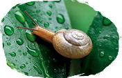 snail