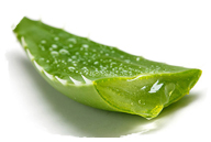 Healing herb of, aloe vera leaf extract
