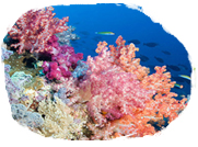 Vitality of the sea, Coral extract