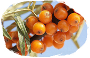Skin-immortal to Sea Buckthorn