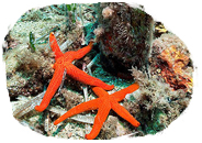 The viability of the sea, Marine broth