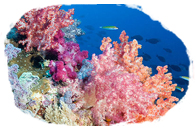 A gift of the sea, Corallina officinalis extract