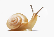 Snail Secretion Filtrate