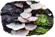 Mushroom (Fomitopsis officinalis) Extract 